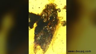 Gruselige, großäugige Kakerlake, die vor 100 Millionen Jahren in Bernstein gefangen entdeckt wurde 