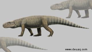 Das 240 Millionen Jahre alte Krokodil war eines der größten seiner Art 