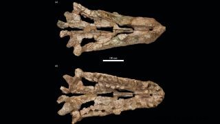 Das 240 Millionen Jahre alte Krokodil war eines der größten seiner Art 