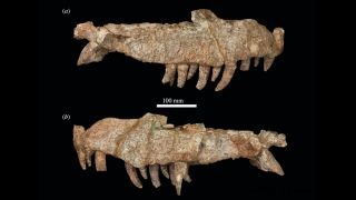 Das 240 Millionen Jahre alte Krokodil war eines der größten seiner Art 