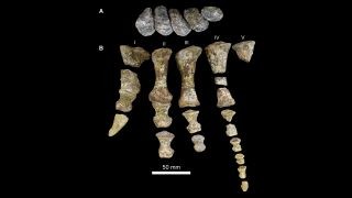 Das 240 Millionen Jahre alte Krokodil war eines der größten seiner Art 