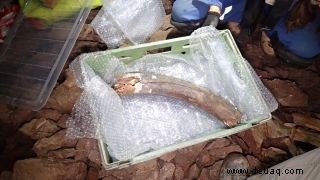 Eiszeitliche Mammut-, Wollnashorn- und Hyänenknochen in englischer Stadt freigelegt 