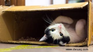 Warum lieben Katzen Kisten so sehr? 