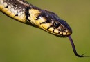Wie zischen Schlangen, wenn sie keine Vorderzähne haben? 
