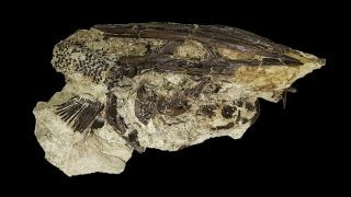 An Ort und Stelle eingefrorene Fossilien enthüllen einen Dinosaurier-tötenden Asteroiden, der im Frühjahr getroffen wurde 