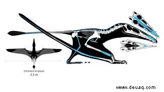 Größter Flugsaurier aus dem Jura, der in Schottland ausgegraben wurde 