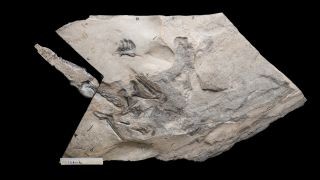 Größter Flugsaurier aus dem Jura, der in Schottland ausgegraben wurde 