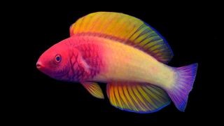 Wissenschaftler entdecken wunderschöne neue regenbogenfarbene Fische, die zwischen Zwielichtriffen lauern 