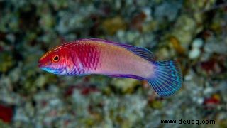 Wissenschaftler entdecken wunderschöne neue regenbogenfarbene Fische, die zwischen Zwielichtriffen lauern 