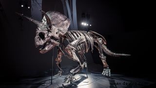 Lernen Sie Horridus kennen, eines der vollständigsten Triceratops-Fossilien, das je gefunden wurde 