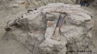 Lernen Sie Horridus kennen, eines der vollständigsten Triceratops-Fossilien, das je gefunden wurde 