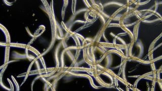 Diese 1 Millimeter langen Würmer können mit nur 300 Neuronen komplexe Entscheidungen treffen 