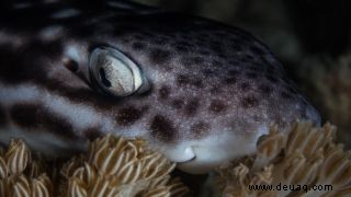 Haie schlafen tatsächlich, und manchmal mit weit geöffneten Augen 