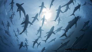 Bedrohte Haie tauchen in Haustierfutter auf, wie DNA-Tests zeigen 
