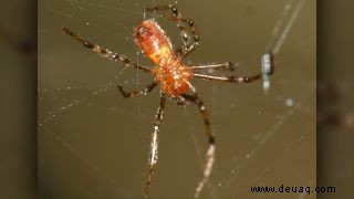 Spinnen jagen in Rudeln zu Hunderten, um Beute zu machen 