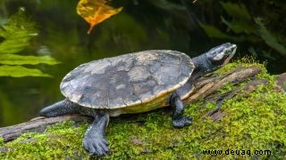 Die alte siebenbürgische Schildkröte überlebte das Aussterben der Dinosaurier 