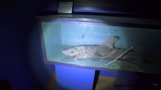 Eindringliche Bilder von Zombiehaien und anderen verwesenden Aquarientieren, die in unheimlichen Aufnahmen zu sehen sind 