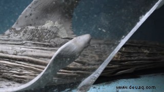 Eindringliche Bilder von Zombiehaien und anderen verwesenden Aquarientieren, die in unheimlichen Aufnahmen zu sehen sind 