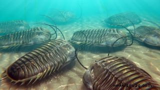 Ältester bekannter Fall von Kannibalismus der Welt, der in Trilobitenfossilien aufgedeckt wurde 