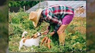 Ist es sicher, Katzen und Hunde vegetarisch zu ernähren? 