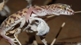 Berserker-Geckos bringen Skorpione in Vergessenheit, bevor sie sie fressen, wie epische neue Aufnahmen zeigen 