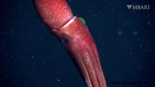 Erdbeer-Tintenfisch mit seltsamen Augen in der Dämmerungszone vor der kalifornischen Küste gesichtet 