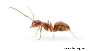Invasive verrückte Ameisen werden von Mordpilzen vernichtet. Gut. 