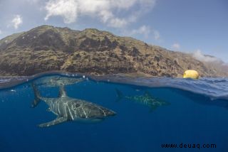 Geheimer Club der Weißen Haie vor mexikanischer Küste entdeckt 