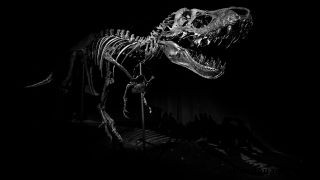 Stan, der teuerste jemals verkaufte T. rex, wurde endlich gefunden 