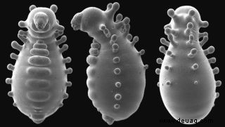 Larve Ameisenkönigin sieht auf trippigen neuen Mikroskopbildern aus wie eine außerirdische Puppe 