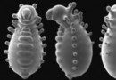 Larve Ameisenkönigin sieht auf trippigen neuen Mikroskopbildern aus wie eine außerirdische Puppe 