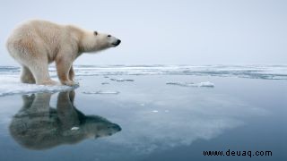 Warum gibt es keine Eisbären in der Antarktis? 