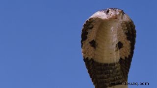 Überraschung! Königskobra ist eigentlich eine königliche Linie von 4 Arten 