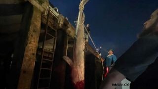 Der extrem seltene Grönlandhai, der an den britischen Strand gespült wurde, ist möglicherweise mindestens 100 Jahre alt 