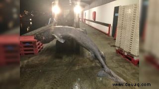 Der extrem seltene Grönlandhai, der an den britischen Strand gespült wurde, ist möglicherweise mindestens 100 Jahre alt 