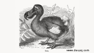 Fakten über den Dodo 