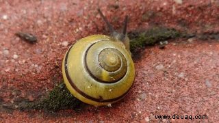 Bärtierchen können auf Schnecken per Anhalter fahren ... und dann in ihrem Schleim ersticken 