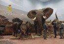 Die spanische Polizei beschlagnahmt mehr als 1.000 ausgestopfte Tiere, darunter gefährdete und ausgestorbene Arten 