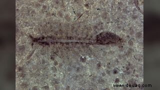 100 Millionen Jahre alte Feenkrebse ohne Geschlecht reproduziert, enthüllen seltene Fossilien 