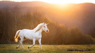 Woher kommt der Einhorn-Mythos? 