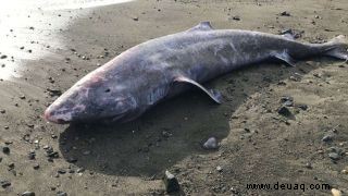 100 Jahre alter Grönlandhai, der an den britischen Strand gespült wurde, hatte eine Gehirninfektion, wie Autopsiebefunde ergaben 