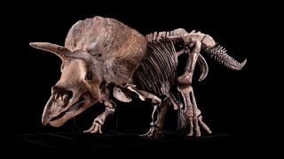 Fossilien deuten darauf hin, dass Big John, der größte Triceratops der Welt, von einem rivalisierenden Dinosaurier zerfleischt wurde 