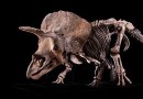 Fossilien deuten darauf hin, dass Big John, der größte Triceratops der Welt, von einem rivalisierenden Dinosaurier zerfleischt wurde 