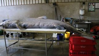 100 Jahre alter Grönlandhai, der an den britischen Strand gespült wurde, hatte eine Gehirninfektion, wie Autopsiebefunde ergaben 