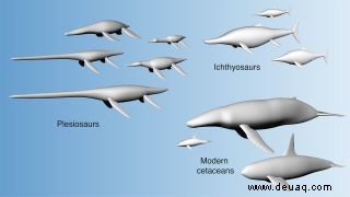 Riesige Seeungeheuer entwickelten große Körper, um lange Hälse auszugleichen, die eine totale Belastung darstellen 