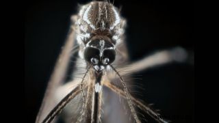 Wie erschnüffeln Mücken Menschen zum Stechen? 