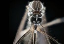 Wie erschnüffeln Mücken Menschen zum Stechen? 