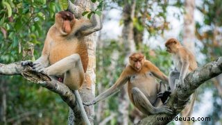 Borneo hat einen mysteriösen Hybridaffen, und Forscher sind besorgt 