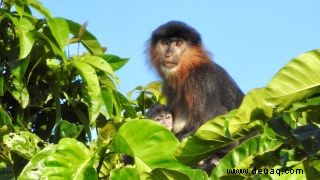Borneo hat einen mysteriösen Hybridaffen, und Forscher sind besorgt 