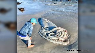 Ein Riesenkalmar, der an einem südafrikanischen Strand angespült wurde, war unglaublich anzusehen 